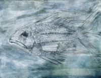 synangrida