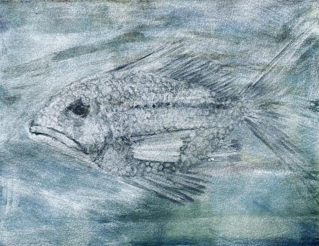 synangrida