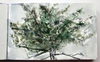 pine-Abies cephalonica sept__0168.jpg