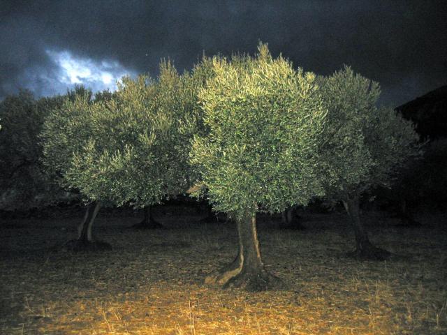 _dark olive109-0997.jpg