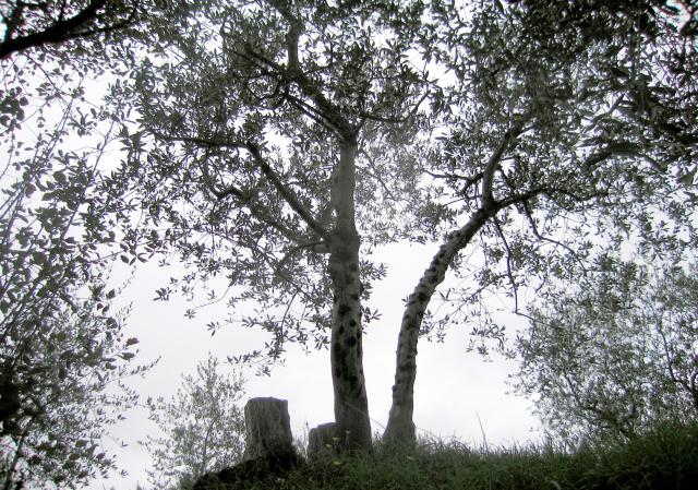 cut olive tree91print.jpg